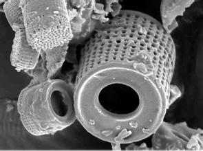 中國粉體技術網 硅藻土 微孔結構