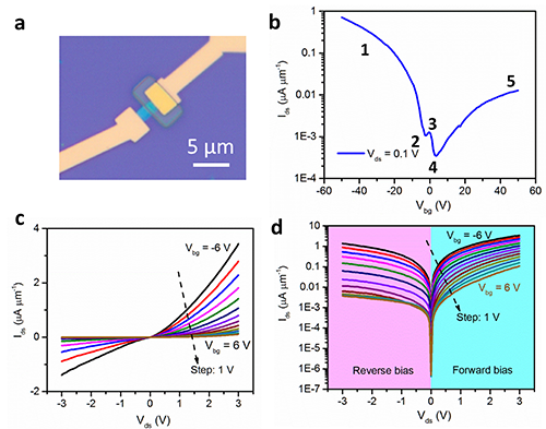 圖2.（a）黑磷柵控二極管的光學顯微鏡圖片。(b)器件的轉移特性曲線。(c)線性坐標系下，在不同背柵電壓調控下的輸出特性曲線，清晰地顯示了其整流作用。(d)對數坐標系下，在不同背柵電壓調控下的輸出特性曲線。