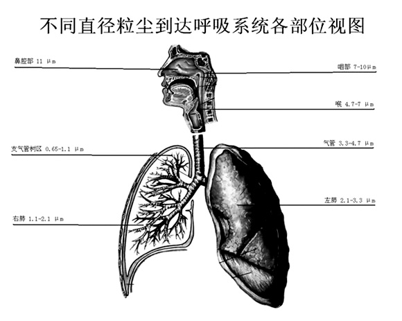 橄欖石、直閃石、透閃石以及二氧化硅顆粒中會造成胸膜瘤。