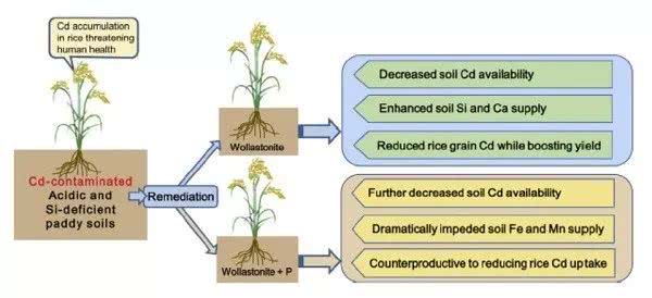 磷和硅灰石配施下對水稻吸收鎘的影響機理